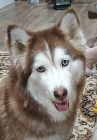 Lost Dog in Hawley