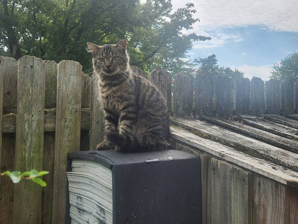 Found Cat in Hartville