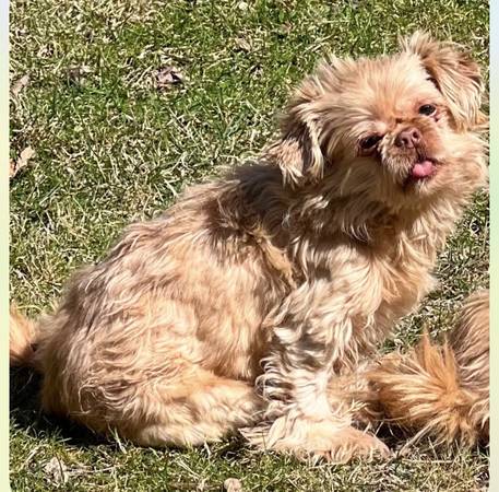 Lost Dog in Stow