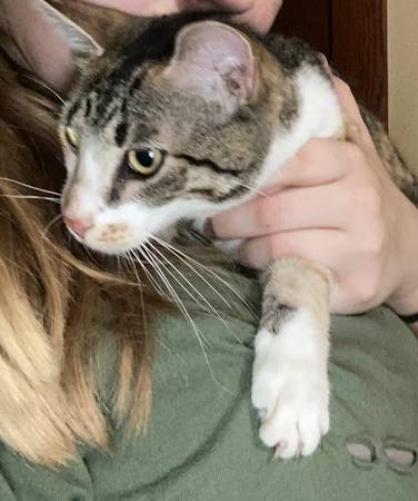 Found Cat in Greenville