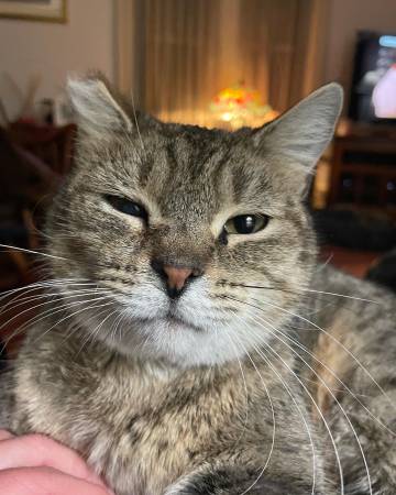 Lost Cat in Ballston Spa