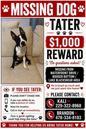 Lost Dog in Cobb