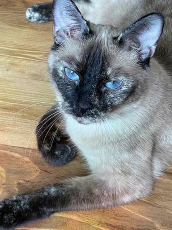 Lost Cat in Lomas & Chelwood Park NE