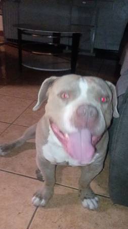 Lost Dog in Albuquerque