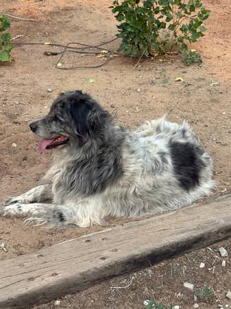 Lost Dog in Prewitt