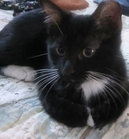 Found cat