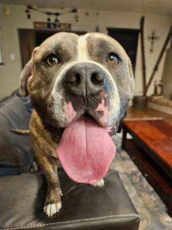 Lost dog