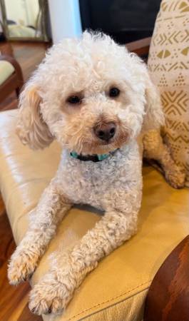 Lost dog