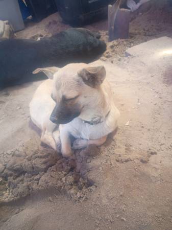 Lost dog