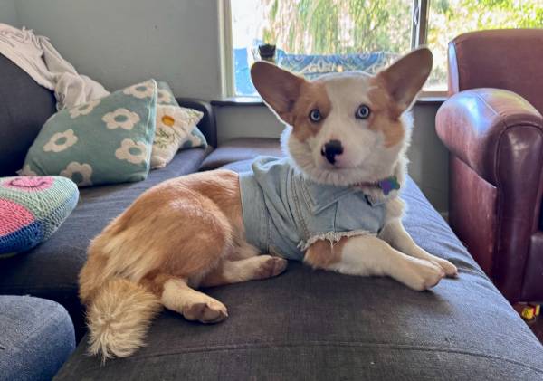 Lost dog