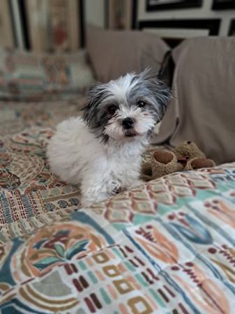 Lost Dog in Albuquerque