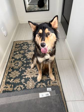 Found dog