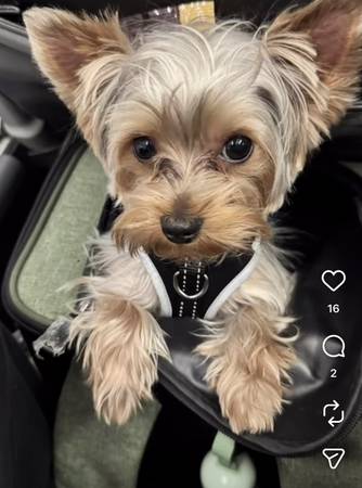 Lost dog