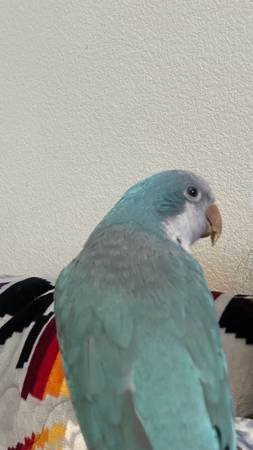 Lost Bird in Albuquerque