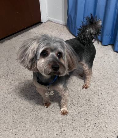 Lost dog