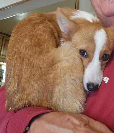 Lost dog