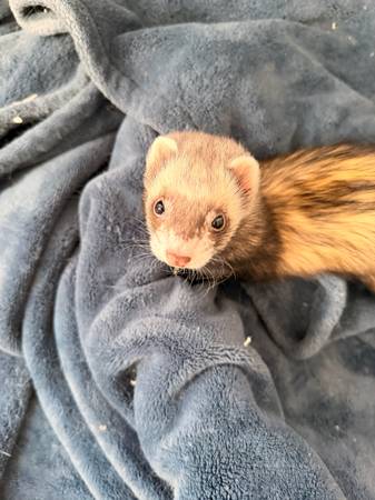 Lost ferret