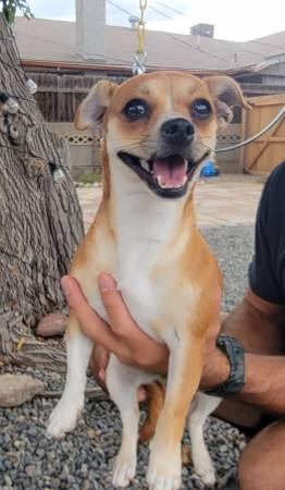 Found dog
