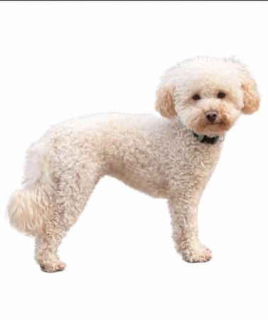 Lost dog