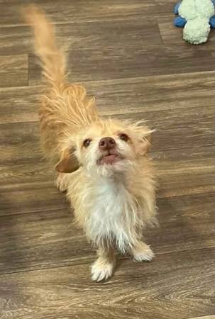 Lost Dog in Rio Rancho