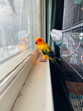 Lost Bird in Allentown