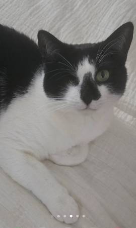 Lost Cat in Topton