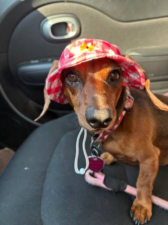 Lost Pet Stroller in Allentown