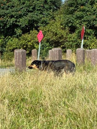 Found dog