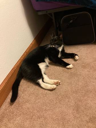 Found cat