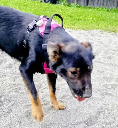 Lost Dog in Anchorage