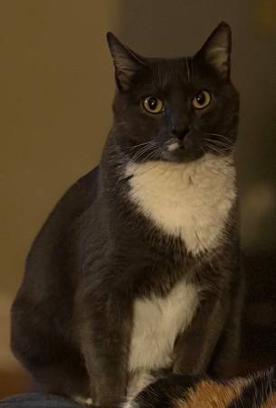 Lost cat