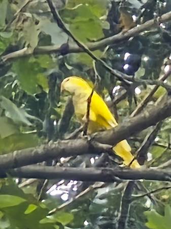 Lost Bird in Alexander