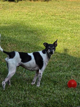 Lost Dog in Asheville