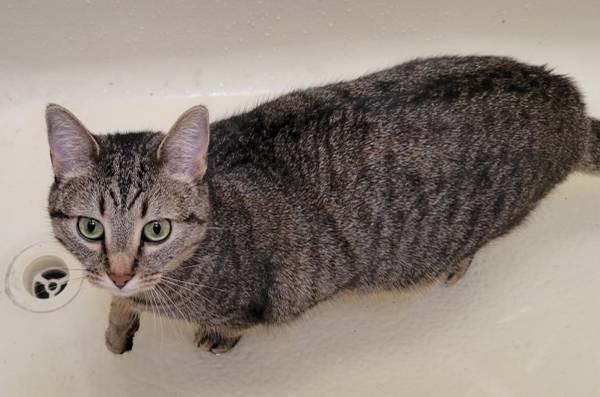 Lost Cat in Old Fort
