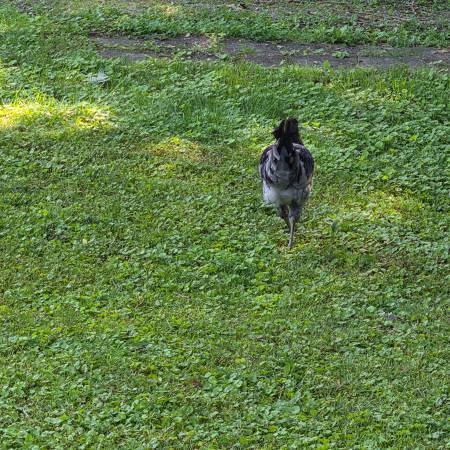 Found bird