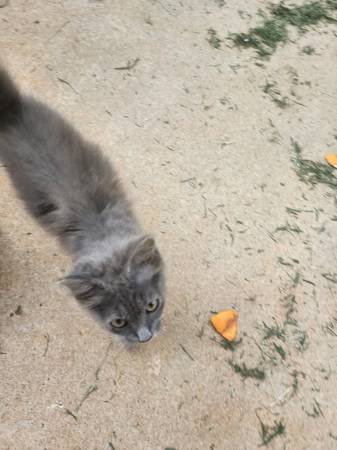 Found Cat in Morrow