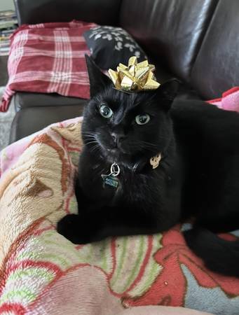 Lost Cat in Atlanta