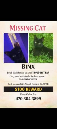 Lost Cat in Bremen