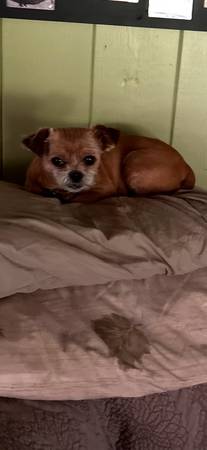 Lost Dog in Hiram