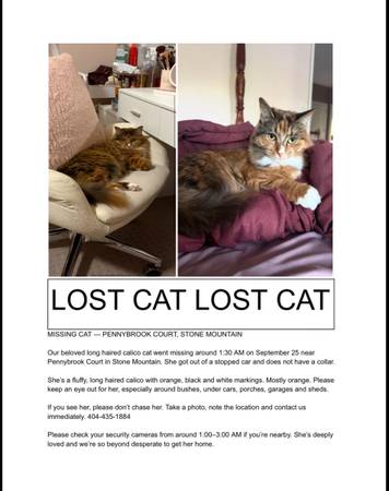 Lost Cat in Stone Mountain
