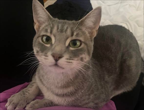 Lost cat