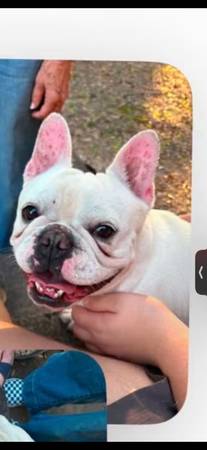 Lost dog