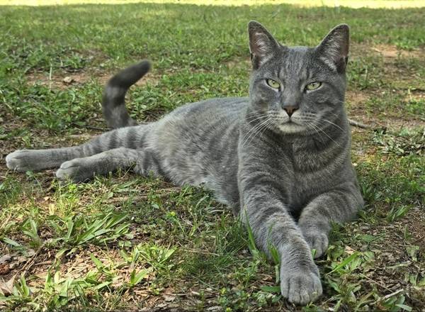 Lost cat