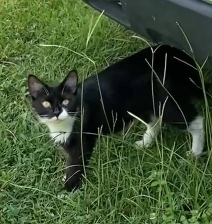 Found Cat in Vaucluse