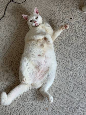 Lost Cat in Hephzibah