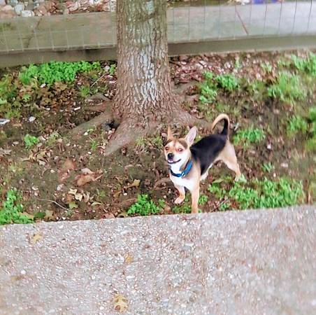Lost Dog in Austin