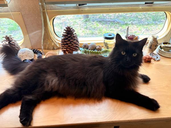 Lost Cat in Austin