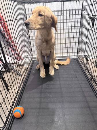 Found dog