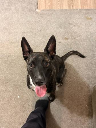 Found dog