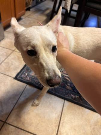 Found dog